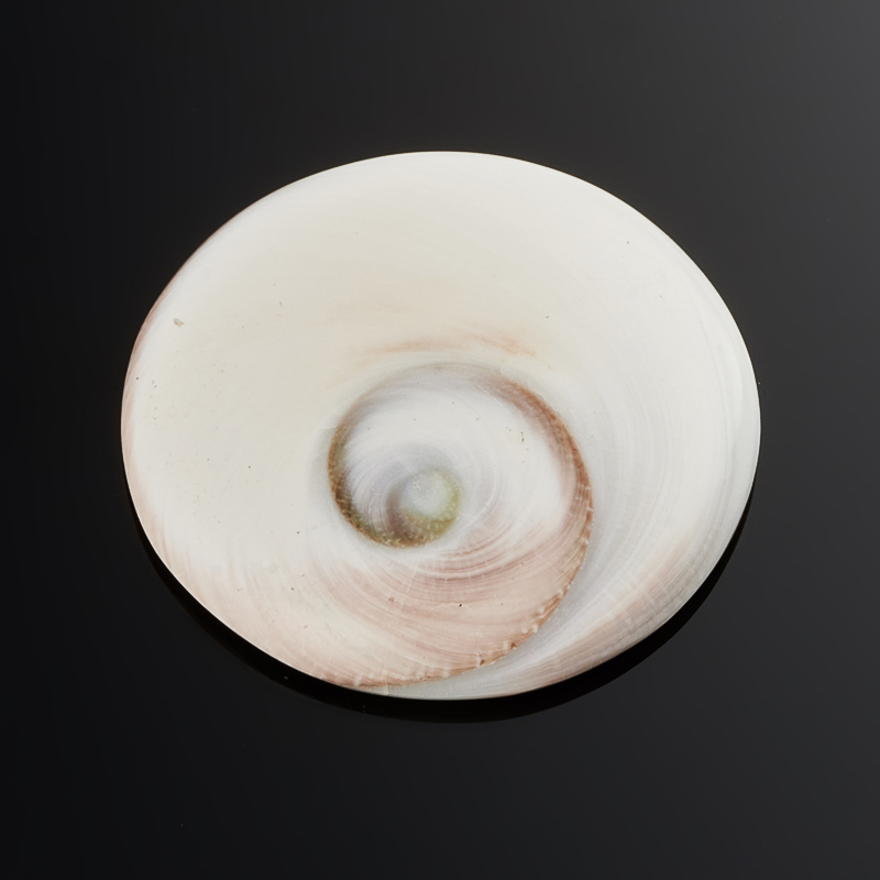 Кабошон окаменелость 29 мм
Кабошон окаменелость 29 мм