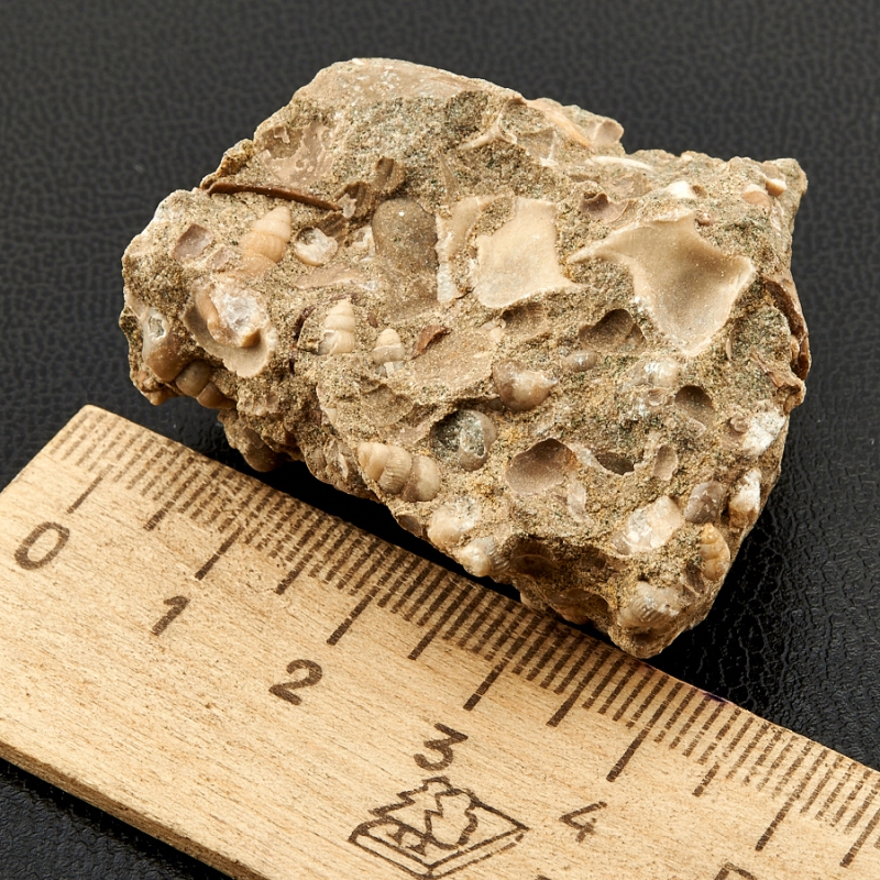 Известняк строение. Известняк ракушечник горная порода. Из чего состоит ракушечник. Осадочная порода ракушечник. Органогенные осадочные горные породы.