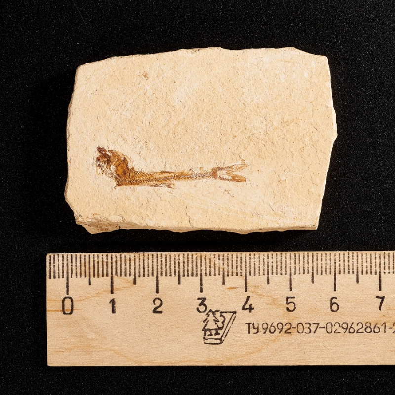 Слепок рыбы Бразилия S 