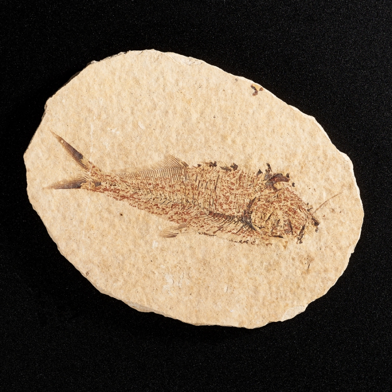 Слепок рыбы Diplomystus dentatus США M 