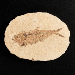 Слепок рыбы Diplomystus dentatus США M 