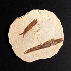 Слепок рыбы Diplomystus dentatus США M 