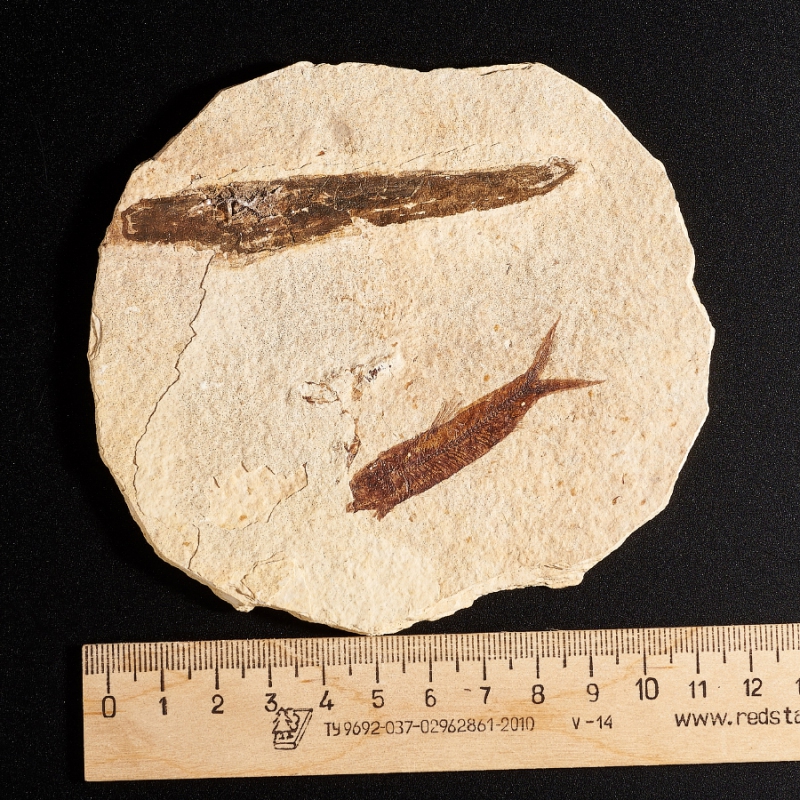 Слепок рыбы Diplomystus dentatus США M 