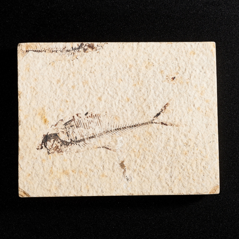 Слепок рыбы Diplomystus dentatus США M 