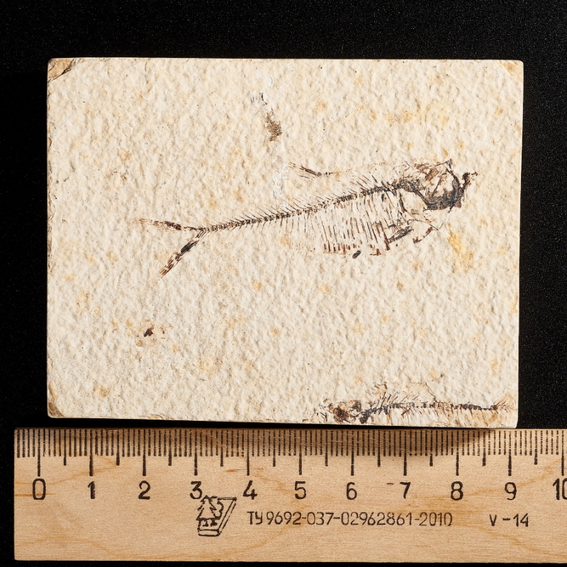 Слепок рыбы Diplomystus dentatus США M 