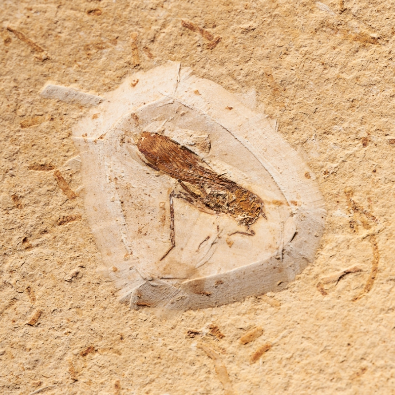 Окаменелость слепок кузнечика Бразилия M 