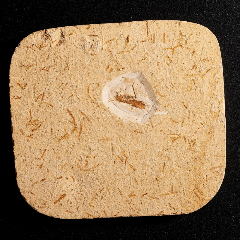 Окаменелость слепок кузнечика Бразилия M 