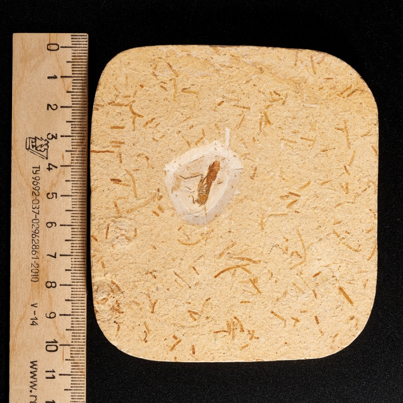 Окаменелость слепок кузнечика Бразилия M 