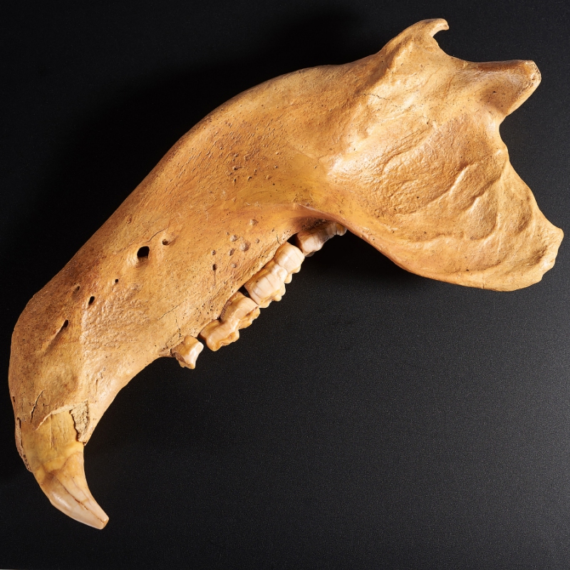 Окаменелость челюсть пещерного медведя Россия XXL 