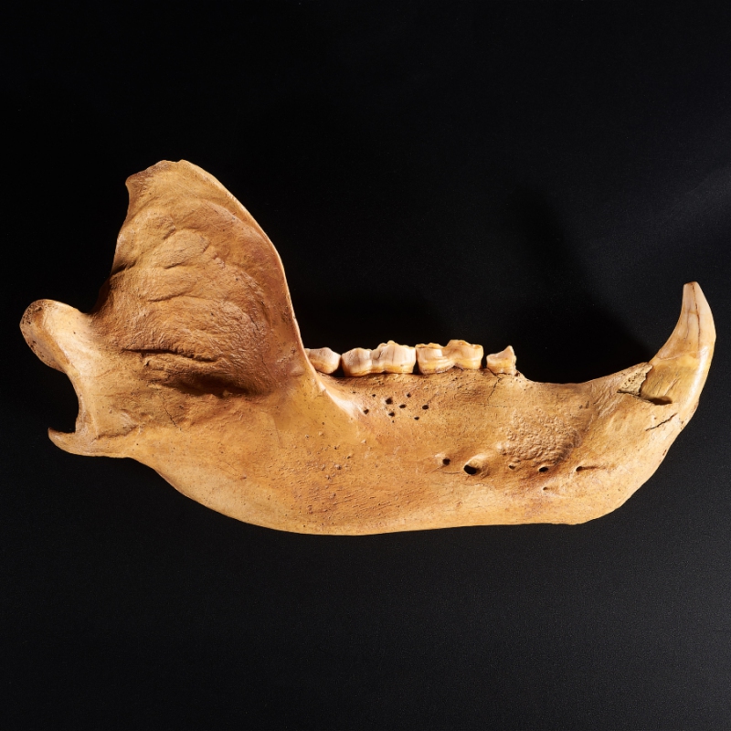 Окаменелость челюсть пещерного медведя Россия XXL 
