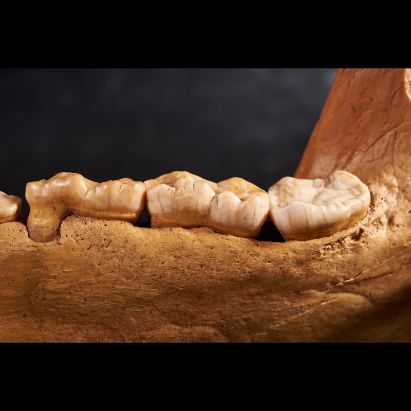 Окаменелость челюсть пещерного медведя Россия XXL 