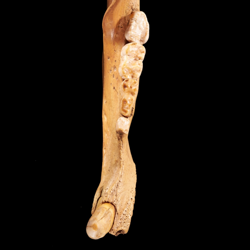 Окаменелость челюсть пещерного медведя Россия XXL 