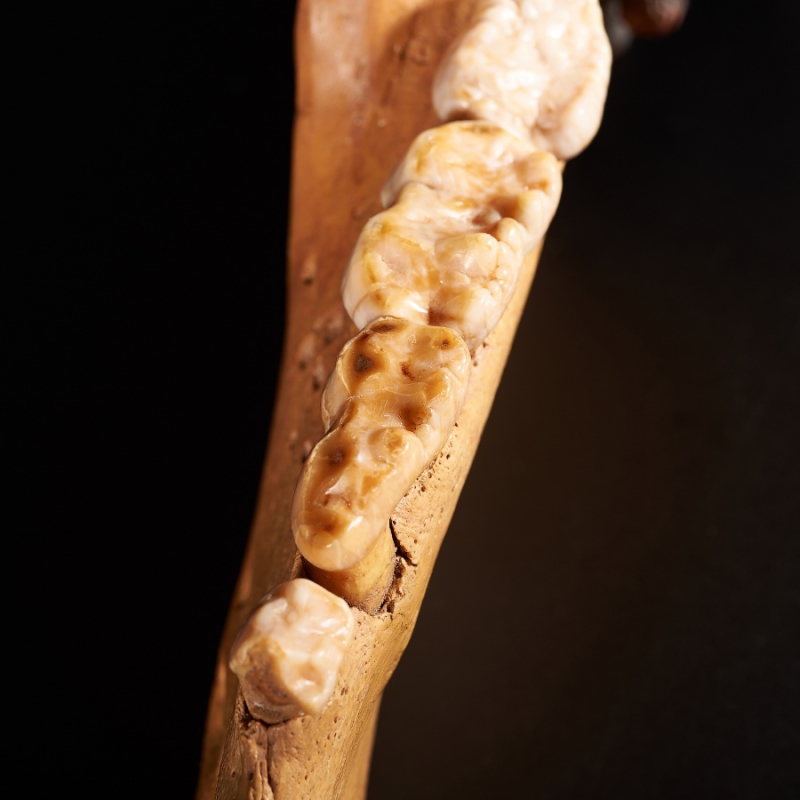 Окаменелость челюсть пещерного медведя Россия XXL 