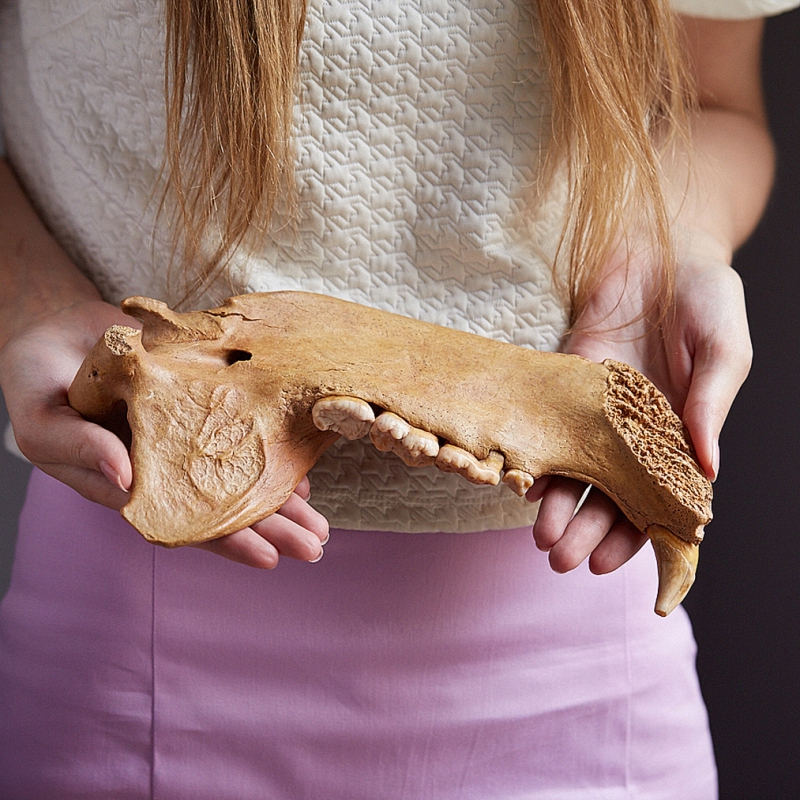 Окаменелость челюсть пещерного медведя Россия XXL 