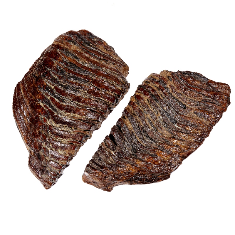 Зуб мамонта (распиленная пара) Россия XXL (от 20&nbsp;см)