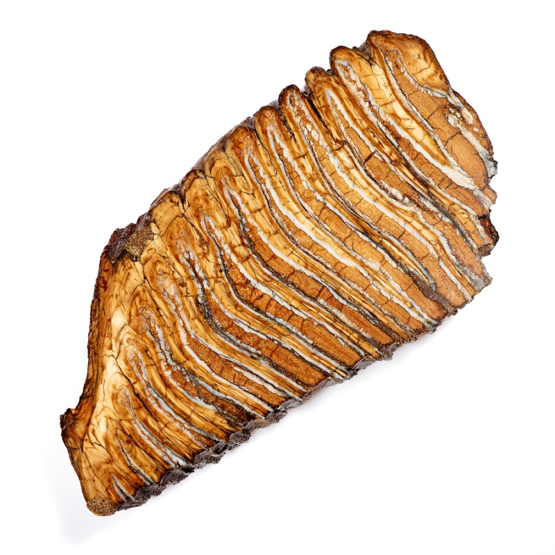 Зуб мамонта (распиленная пара) Россия XXL (от 20&nbsp;см)