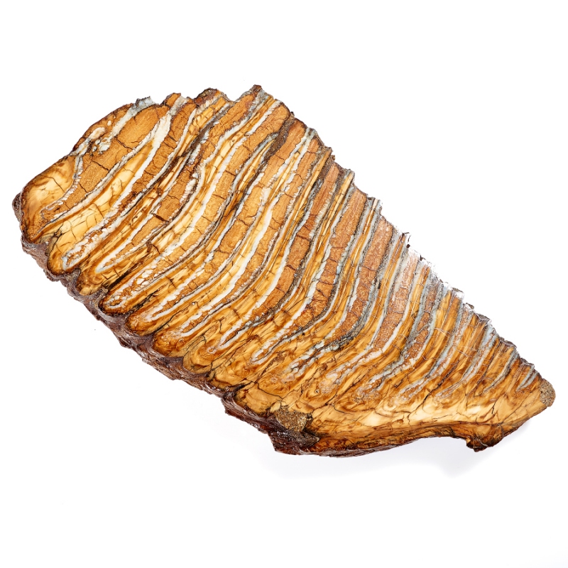 Зуб мамонта (распиленная пара) Россия XXL (от 20&nbsp;см)