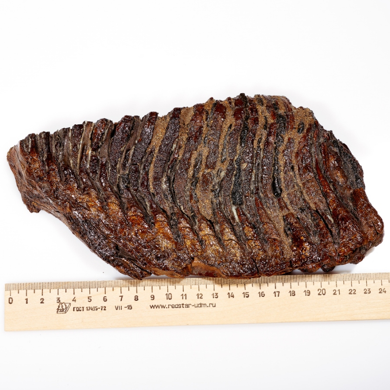 Зуб мамонта (распиленная пара) Россия XXL (от 20&nbsp;см)