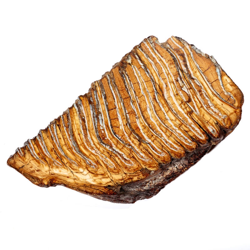 Зуб мамонта (распиленная пара) Россия XXL (от 20&nbsp;см)