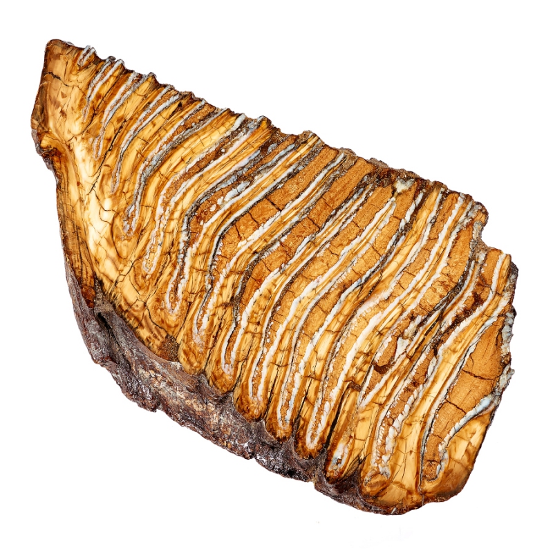 Зуб мамонта (распиленная пара) Россия XXL (от 20&nbsp;см)