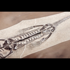 Слепок динозавра Keichousaurus hui Китай (от 20 см) 