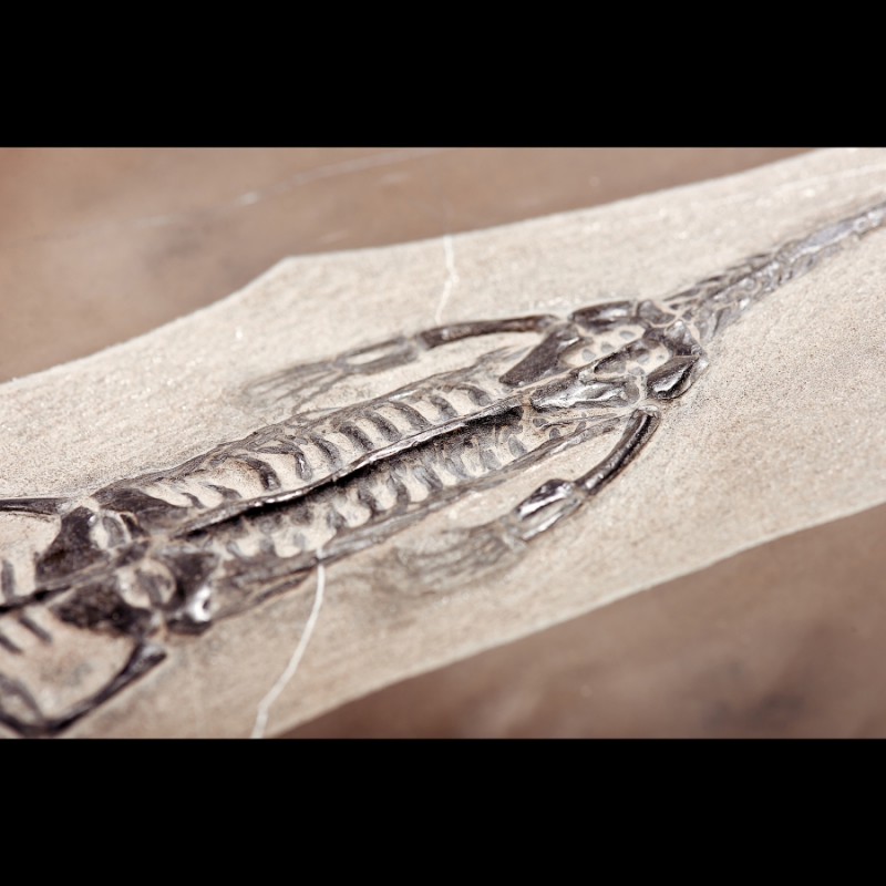 Слепок динозавра Keichousaurus hui Китай (от 20&nbsp;см) 