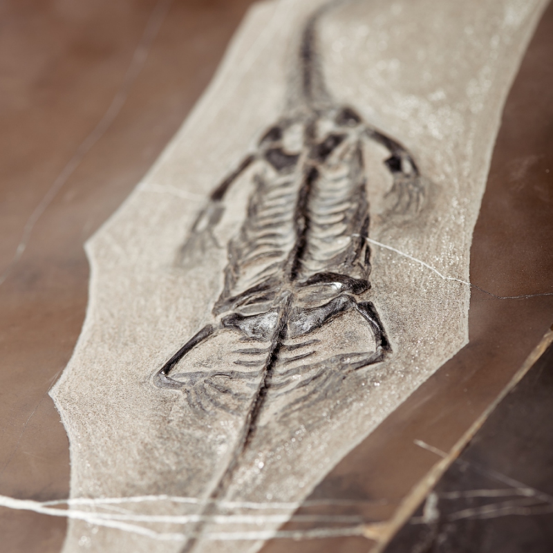 Слепок динозавра Keichousaurus hui Китай (от 20&nbsp;см) 