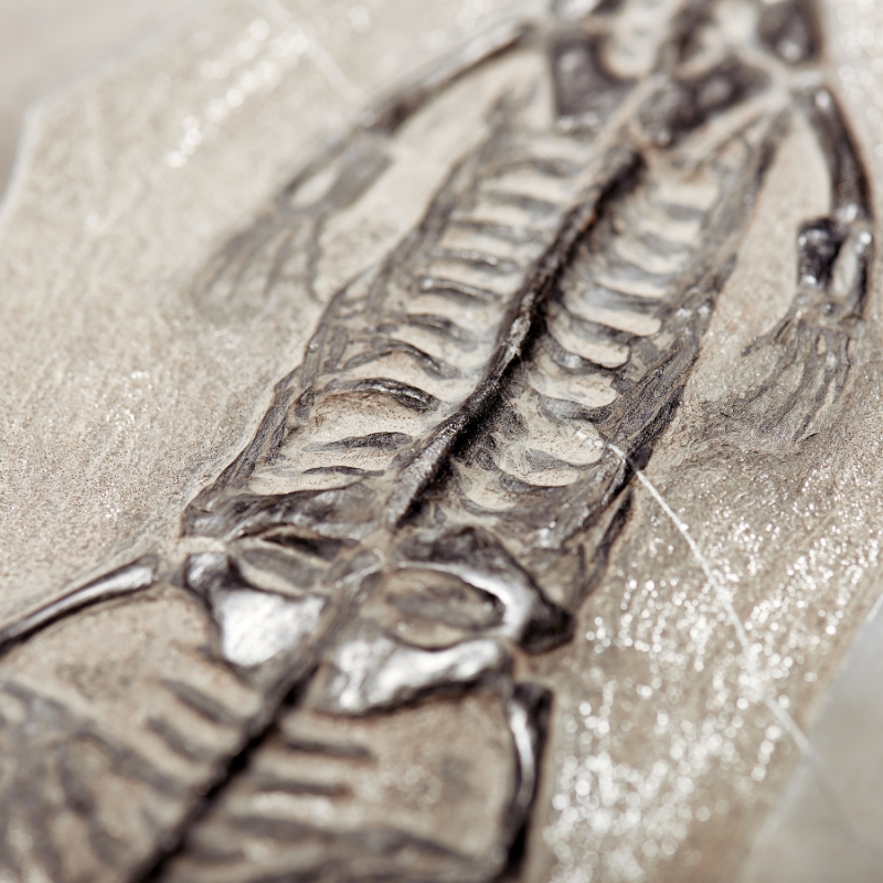 Слепок динозавра Keichousaurus hui Китай (от 20&nbsp;см) 