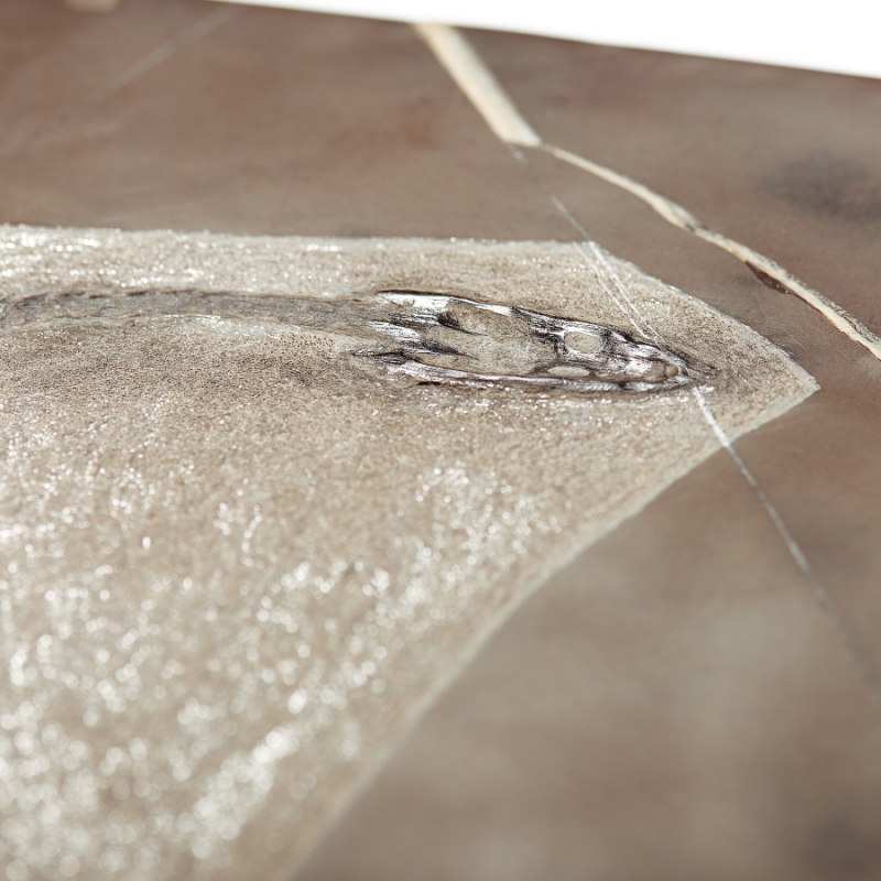 Слепок динозавра Keichousaurus hui Китай (от 20&nbsp;см) 