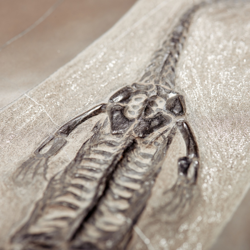 Слепок динозавра Keichousaurus hui Китай (от 20&nbsp;см) 