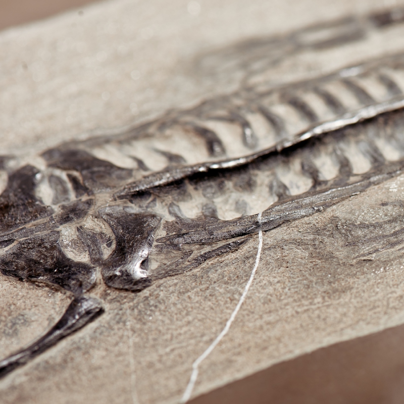 Слепок динозавра Keichousaurus hui Китай (от 20&nbsp;см) 