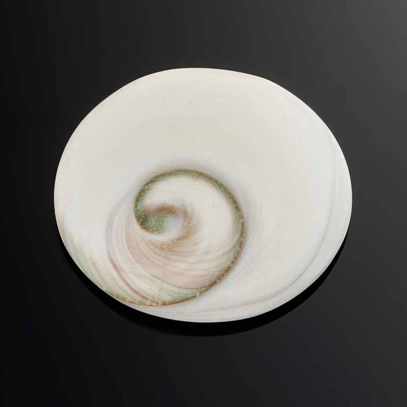 Кабошон окаменелая морская раковина Мадагаскар 29&nbsp;мм