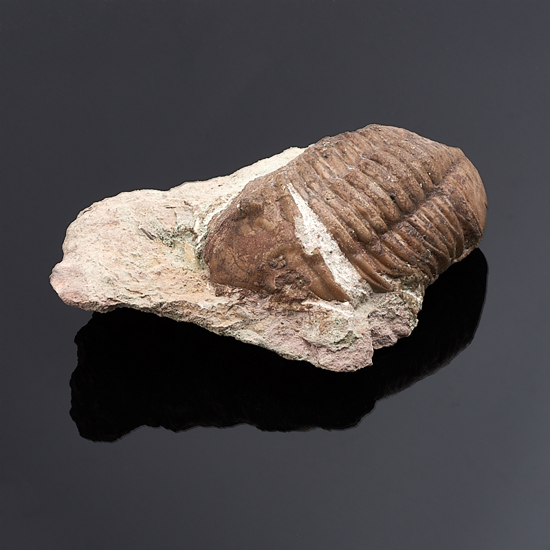 

Окаменелость M