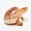 Черепаха селенит Россия 8 см