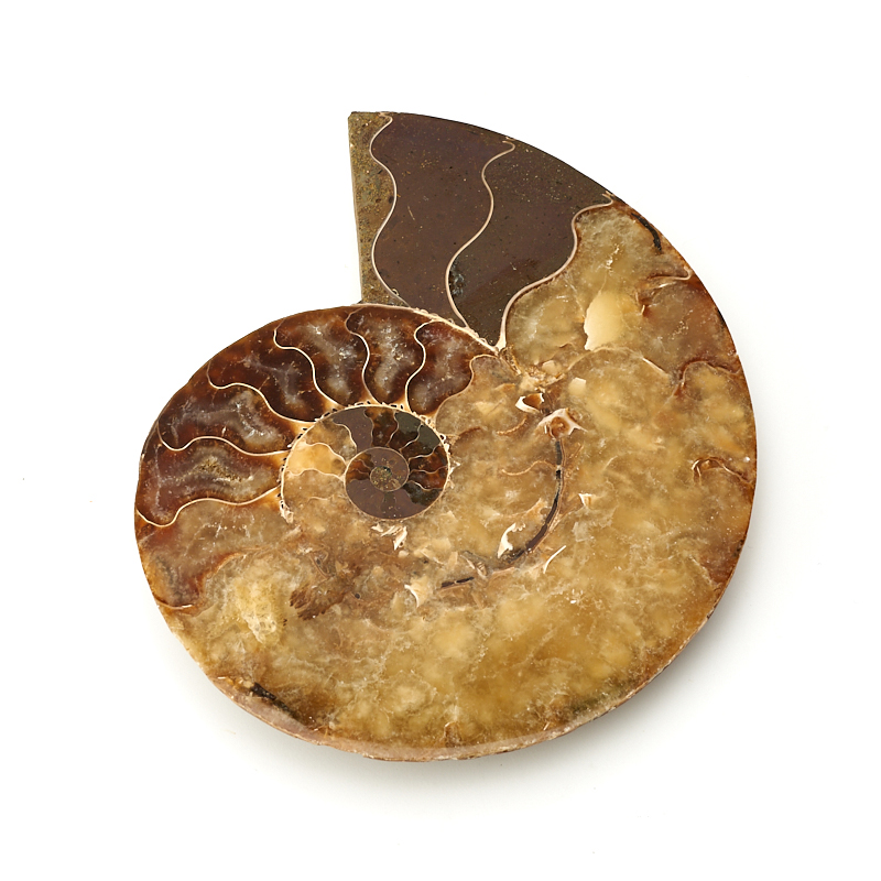 

Окаменелость M