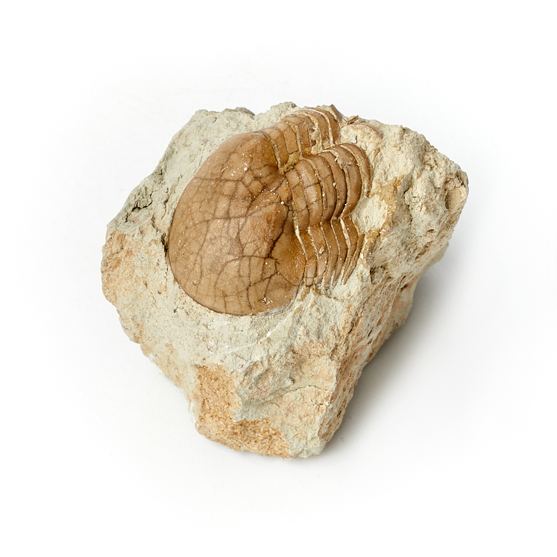 

Окаменелость S