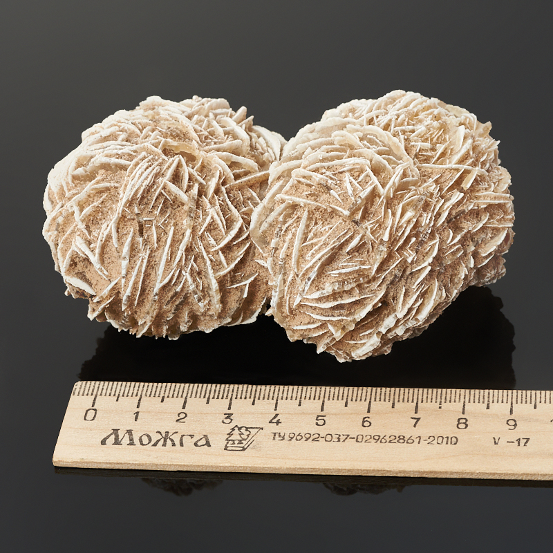 Образец пустынная роза Мексика M (7-12 см)