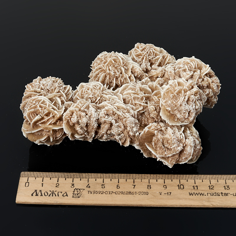 Образец пустынная роза Мексика L (12-16 см)