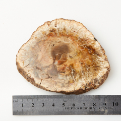 Окаменелость окаменелое дерево Мадагаскар M (7-12 см)