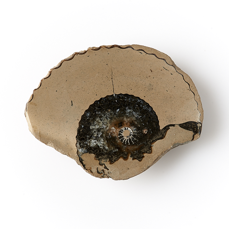 Аммонит Россия (4-7&nbsp;см)