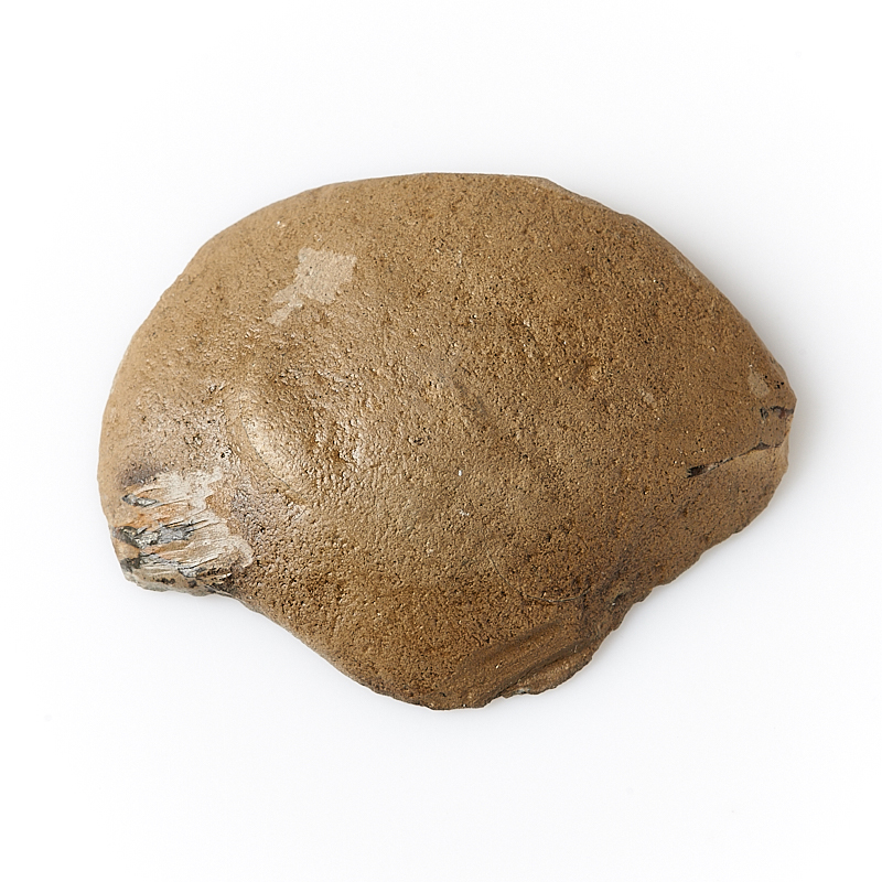 Аммонит Россия (4-7&nbsp;см)