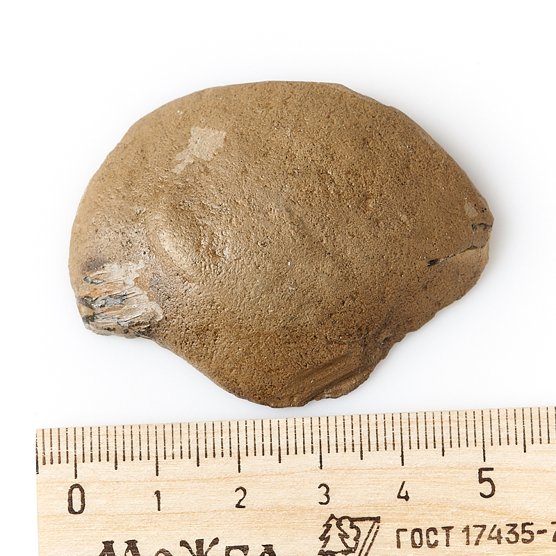 Аммонит Россия (4-7&nbsp;см)