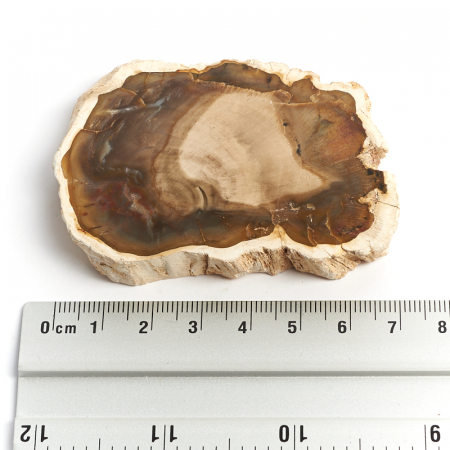 Купить натуральные окаменелости по приемлемой цене в интернет-магазине ...