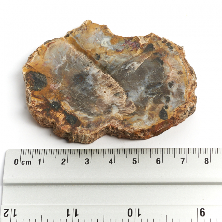 Купить натуральные окаменелости по приемлемой цене в интернет-магазине ...