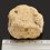 Окаменелость в породе Россия S (4-7 см)