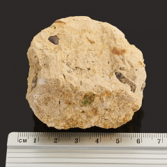 Окаменелость зуб  в породе Россия (4-7 см)