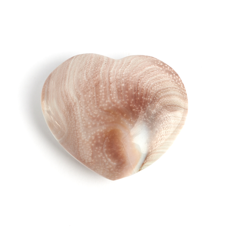 Сердечко Astraea rugosa Мадагаскар 3-3,5 см