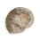 Окаменелость Россия S (4-7 см)
