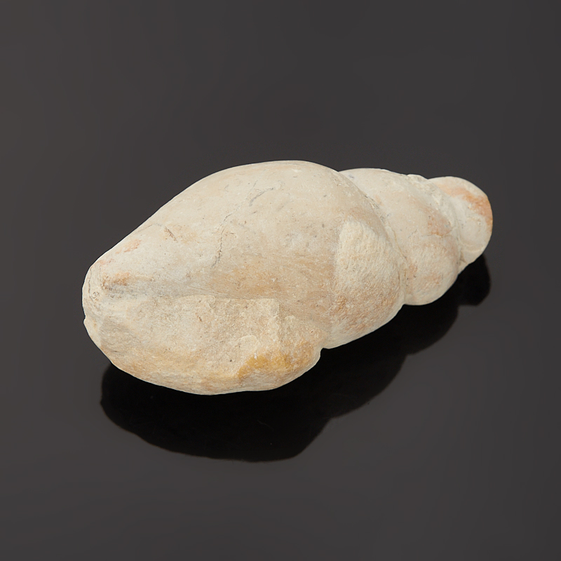 Гастропод Luithia Pedernelis США (3-4&nbsp;см)