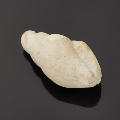 Гастропод Luithia Pedernelis США (3-4 см)